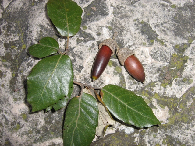 Ghiande di querce sempreverdi